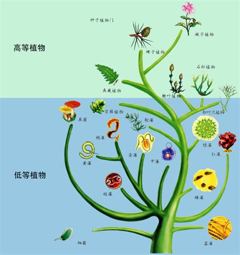 最早的植物|植物在进化史上是如何登陆的？